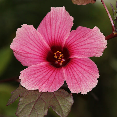Red Water African Rose Mallow Hibiscus | Hibiscus Acetosella "Cranberry Crush" | Available April