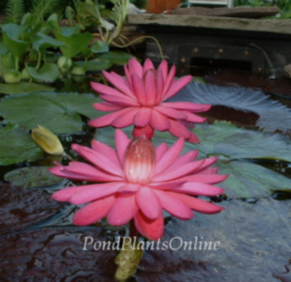 Red Flare | Red Night BIooming Water Lily