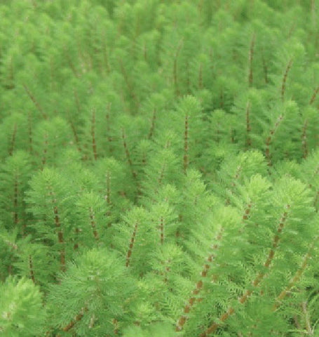 Dwarf Red Stem Parrot's Feather
