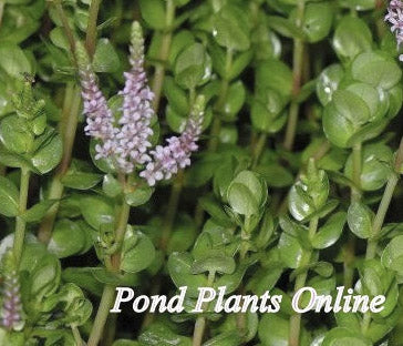 Rotala | Rotala rotundifolia
