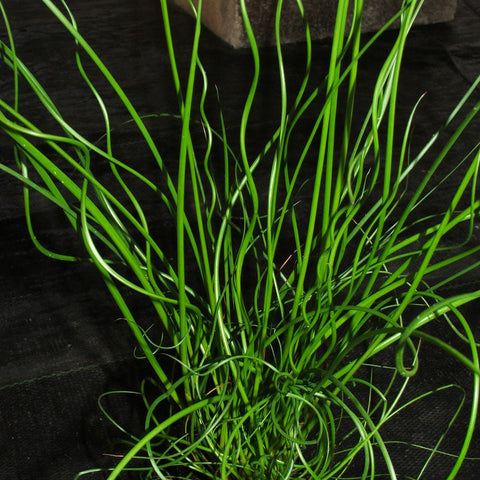 Corkscrew Rush | Juncus effusus