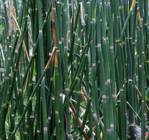 Horsetail Rush | Equisetum hyemale