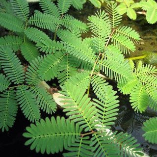 Sensitive Plant | Neptunia aquatica | Bare Root | Sold Out
