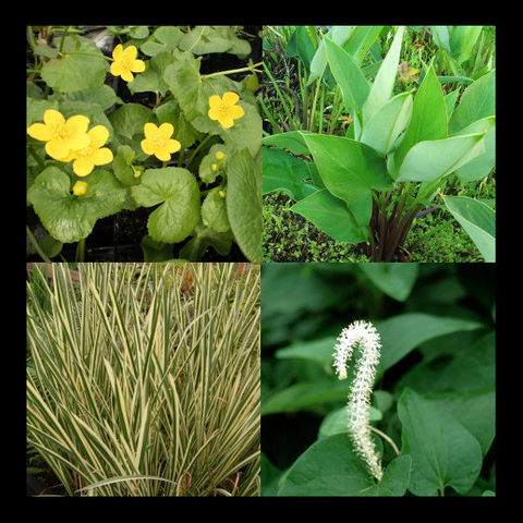 Shade Perennial Bog Plant Collection