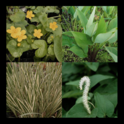 Shade Perennial Bog Plant Collection