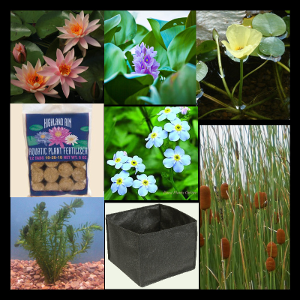 Small Water Garden Complete Pond Plant Package