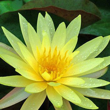 Yellow Bangpra | Pinwaree | Hardy Waterlily