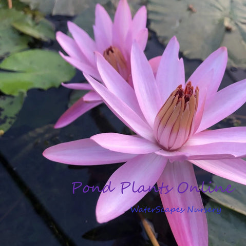 Sturtevantii | Pink Night Blooming Water Lily