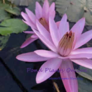 Sturtevantii | Pink Night Blooming Tropical Lily
