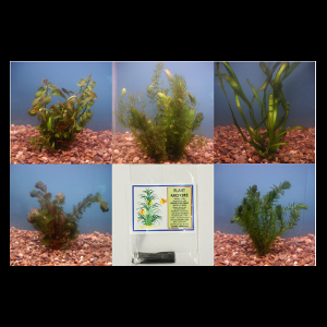 Submerged Pond Plant Collection - Small