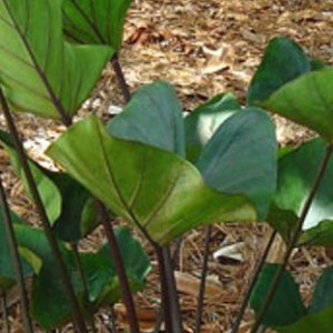 Bikini Tini Taro | Colocasia esculenta