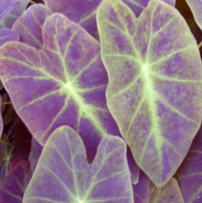 Imperial Taro | Colocasia antiquorum 'Illustris - Pond PIants Online