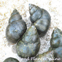 Japanese Trapdoor Snails | Viviparis malleatus | Bulk Quantity 50+