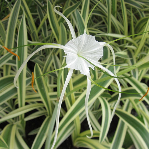 Variegated Spider Lily | Hymenocallis Caribaea