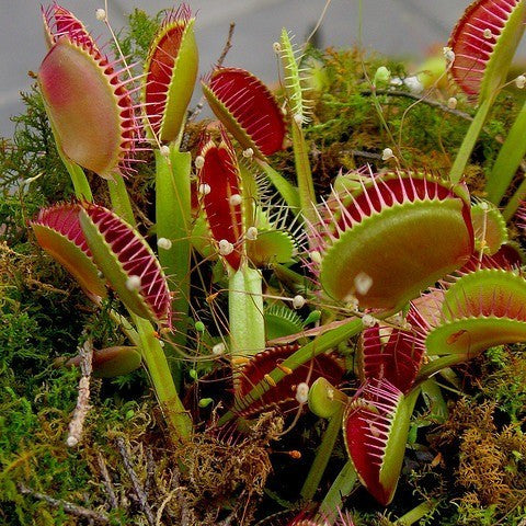 Venus Fly Trap | Dionaea muscipula 'Dente'
