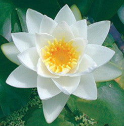 Virginalis | White Hardy Waterlily