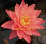 Wanvisa | Hardy Lily