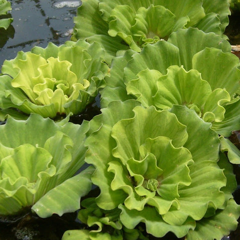 Curly Leaf  Water Lettuce | Pistia sp. | Available Late April 2024