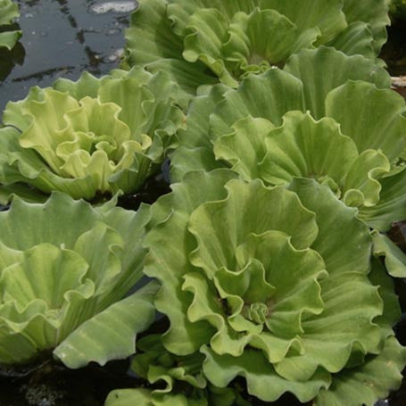 Curly Leaf Water Lettuce | Pistia sp.