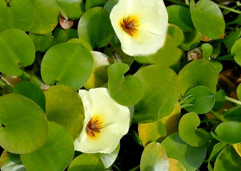Water Poppy | Hydrocleys nymphoides | Bare Root