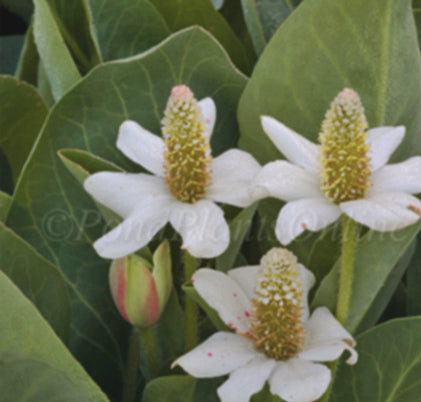 Yerba mansa | Anemopsis californica