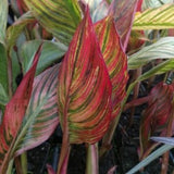 African Sunset | Variegated Canna
