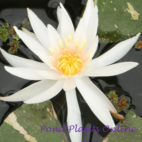 Arc-en-ciel | Hardy Water Lily
