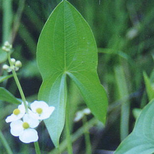 Arrowhead | Sagittaria latifolia | Pond Plants Online