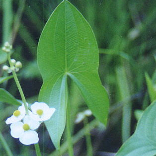 Arrowhead | Sagittaria latifolia | Duck Potato