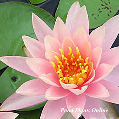 Barbara Dobbins | Hardy Lily