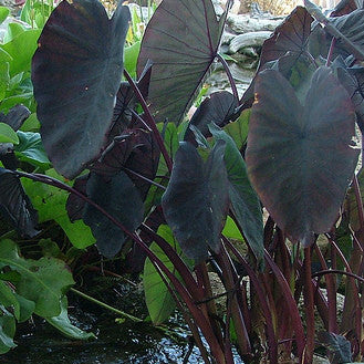 Black Magic Taro | Colocasia esculenta 'Black Magic'