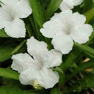Bluebell Dwarf White | Ruellia brittoniana 'Dwarf White' – Pond