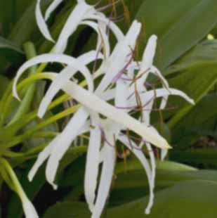 Bog Lily | Crinum americanum