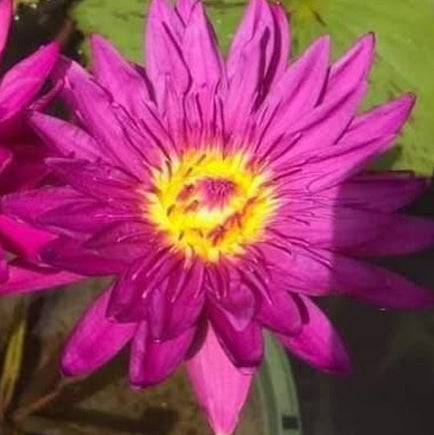 Bull's Eye | Red Tropical Water Lily