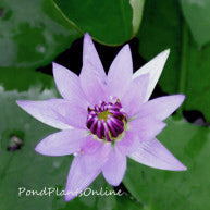 Colorata | Tropical Lily