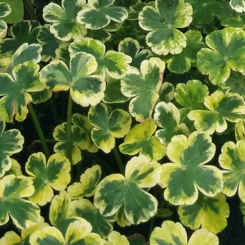 Crystal Ball Pennywort