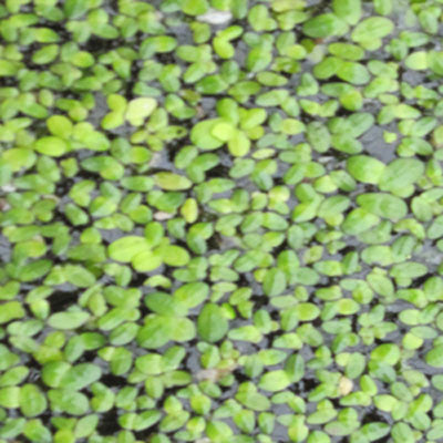 Duckweed | Lemna Minor | 1/2 LB.