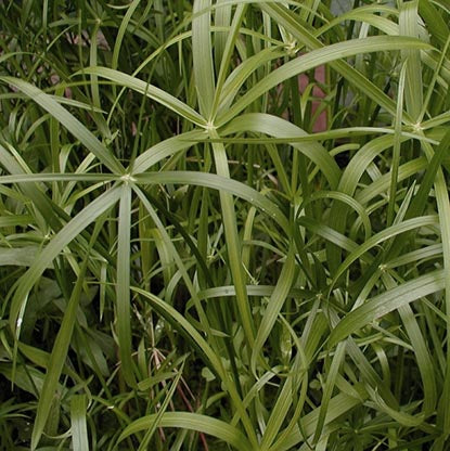 Dwarf Umbrella Palm | Cyperus alternifolius