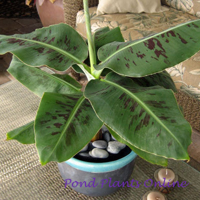 Dwarf Banana 'Truly Tiny' | Musa Variegated Red | 3.5" POT