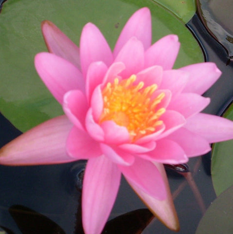 Firecrest | Hardy Water Lily