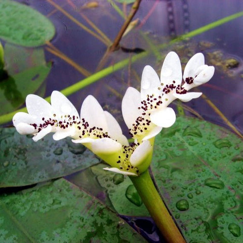 WATER HAWTHORNE | Aponogeton distachyos