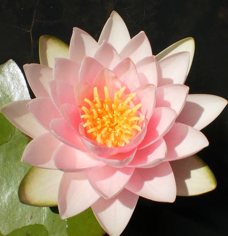 Hollandia | Pink Hardy WaterLily