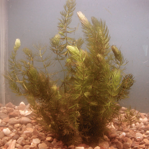 Hornwort (Ceratophylum demersum)