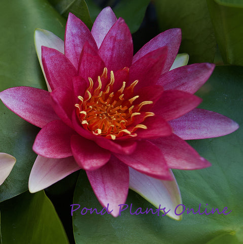 Flammea | Red Hardy Water Lily