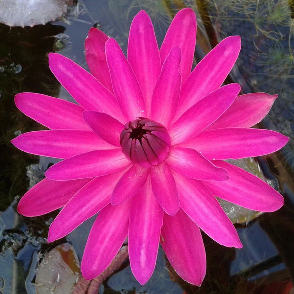 night lily flower Jennifer Rebecca – Pond PIants Online