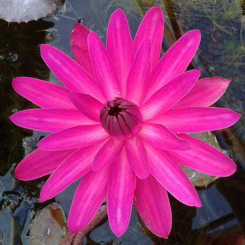 Jennifer Rebecca | Red Night Blooming Tropical Water Lily