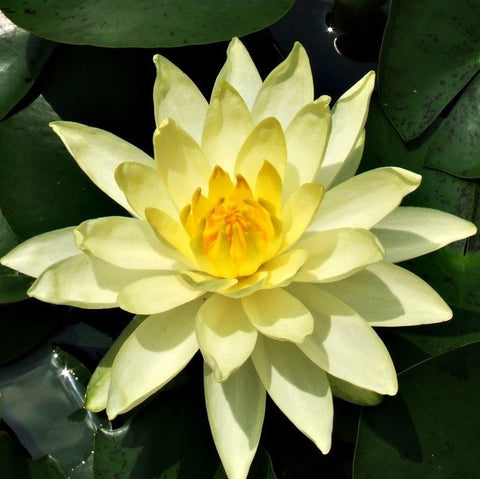 Joey Tomocik | Yellow Hardy Water Lily