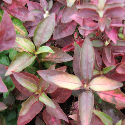 Josephs Coat Rasberry Swirl | Alternanthera ficcodia