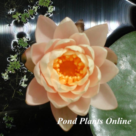 Mangkala Ubol | Hardy Lily