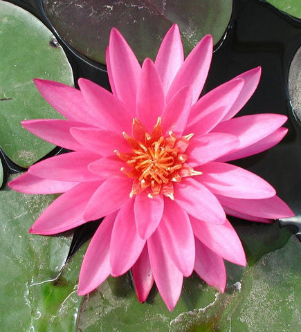 Mayla | Deep Pink Hardy WaterLily